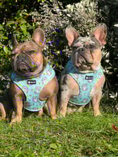 Excusemyfrenchie_luna_nova