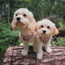 Maisie_and_willow_cavachons