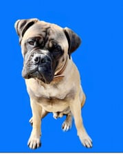 bear_the_bullmastiff_1