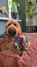 bobbi_the_doodle