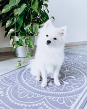 pomeranian_lulu_