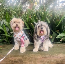 ruby_and_bailey_the_lowchens