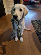 a_day_in_gorkys_life