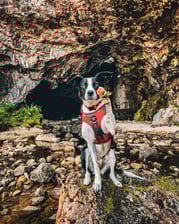 mybordercollie_millie