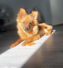 Lewis_thepom