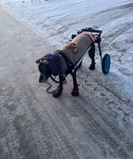 the.dexter_blinddisabled