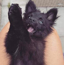 thelittlekayafamilyy