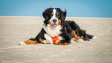 rileythebernesemountaindog