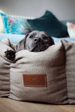 Violetandcooper_therescuelife