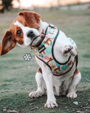 Sasha_theladybeagle
