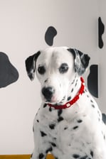 santini_dalmatian