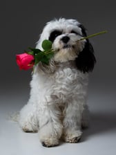 adventures_of_scruffy