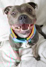 Huey_the_blue_staffy