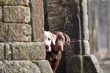 labradors_oscarandbailey