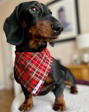 hugo_and_ottos_adventures