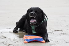 the.labrador.max