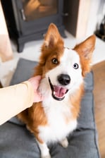 Rumour_the_welsh_collie