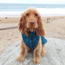 _nalathegoldencocker