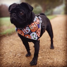 albie_and_arlo_pugs