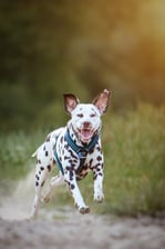 Kenzo_on_adventure