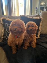 Toypoodle_nederland