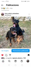 Lola.y.stitch_rottweilers