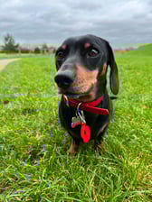 arnold_minidachshund