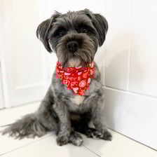 albie_the_scruffy_pup