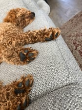 Life_of_doodle_ollie