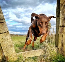 Sybilthedobe