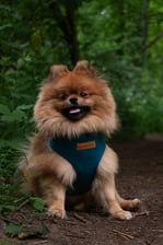 thepomeranianclyde