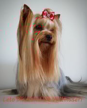 Leto_diamond_de_vallmaseri