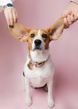 Benniethefattybeagle