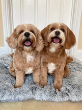 rodneyandmabel_the_cavapoos