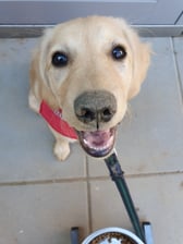 lou_goldenlab
