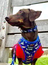 Frankie_dachshund03