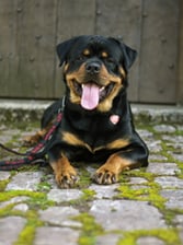 Toro.the.rottie