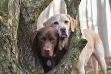 labradors_oscarandbailey