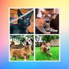 adventuresof_diffandbanzii