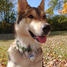 LokiJawstheLocoWolfdog