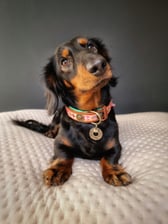 Dogfostercindy