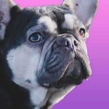 Belle.the_blue_frenchie