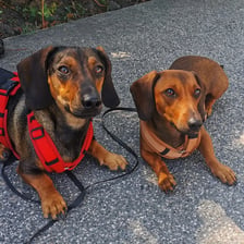 charlie_luna_little_adventure