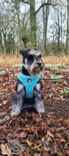 iamevieschnauzer