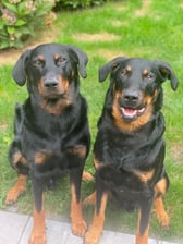 patout_beauceron