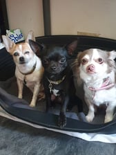 adventures_of_a_furrpack