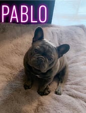 Pablo_the_Baloubie