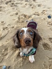 arlothedeafdachshund