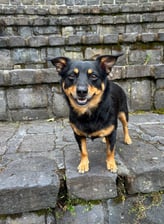 Herculesthewarriordog