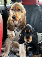 FrankandHenry_the_showcockers